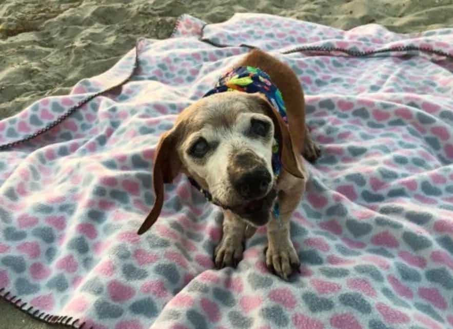 Blind 18-Year-Old Dog Had No Happiness in Her Life Until These People Adopted Her (6+ Pics)