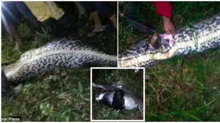 In a search for a missing neighbor, locals spotted a reticulated python. After killing this fattened monster they stop leaving their houses by night.