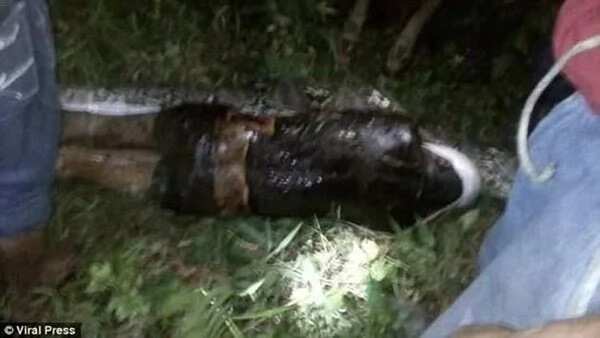 In a search for a missing neighbor, locals spotted a reticulated python. After killing this fattened monster they stop leaving their houses by night.