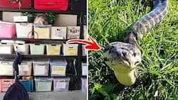 5-foot snake spotted inside garage! When homeowners came back for it, they were surprised to see that it camouflaged so well...
