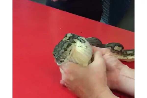 This snake ate something really large for it