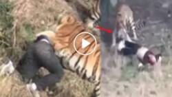 Tigers maul Chinese man to death after he scales wall to skip paying zoo ticket