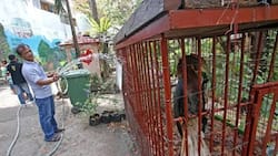 Hungry animals abandoned in Cebu Zoo after merciless mayor fires all caretakers
