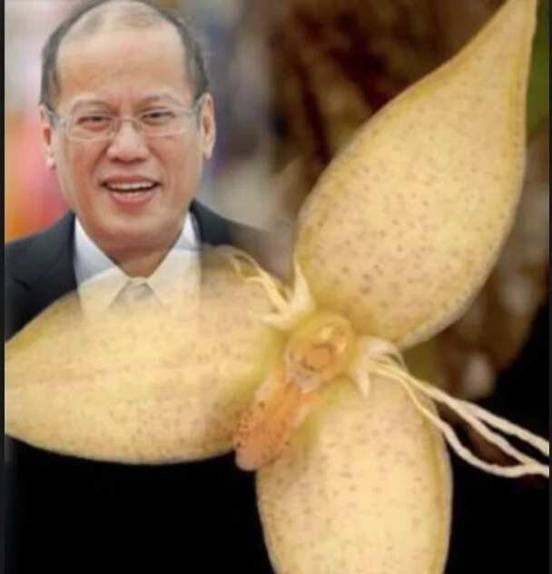 Rare orchid gets PNoy’s name
