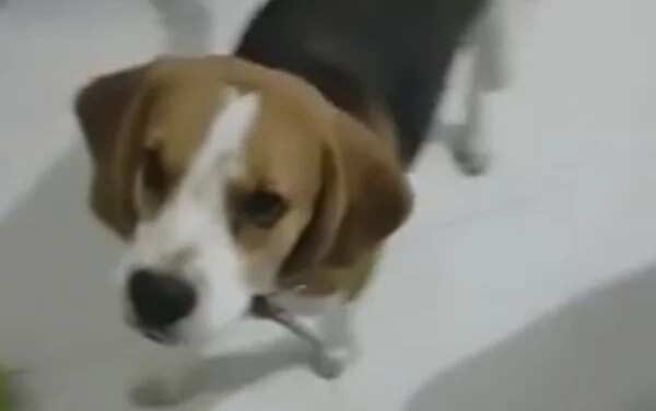 Dog refuses to listen to owner’s revelations about him being adopted