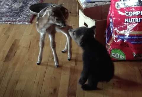Warning: This video of a bear cub and a baby deer is too cute!