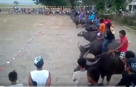 Video of Carabao race went viral