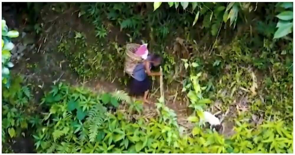 75-anyos na lola, lakas-loob na umaakyat ng bundok para makakuha ilang galon ng tubig 75-anyos na lola, lakas-loob na umaakyat ng bundok para makakuha ilang galon ng tubig