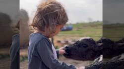 Video of baby Thylane Bolzico petting cows captivates netizens