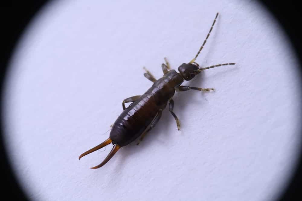 Diplura at home: how to get rid of it Diplura at home: how to get rid of it