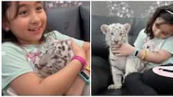 Video of Scarlet Snow Belo cuddling with white tiger at zoo goes viral