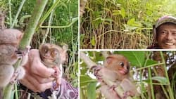 Video ng vlogger na hinuli ang dalawang tarsier, viral