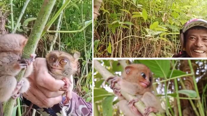 Video ng vlogger na hinuli ang dalawang tarsier, viral