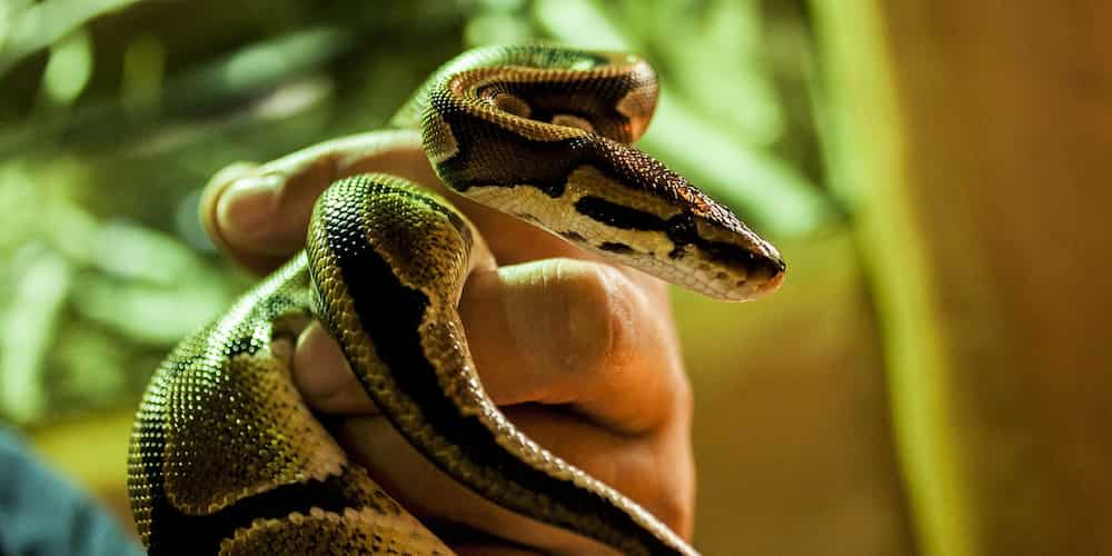 4 cobras confiscated at Arranque Market in Manila