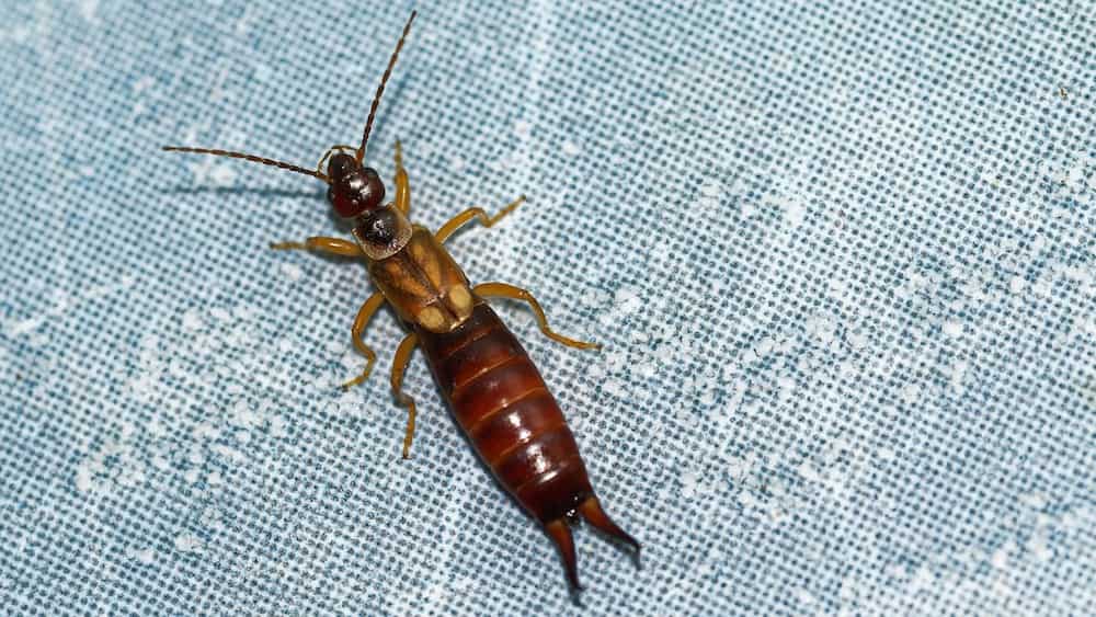 Diplura at home: how to get rid of it Diplura at home: how to get rid of it