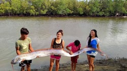 Oarfish na nakita sa Agusan, pinangangambahan ng netizens na may kinalaman sa lindol sa Masbate