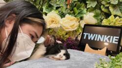 Janella Salvador mourns passing of her cat Twínkie in viral online post