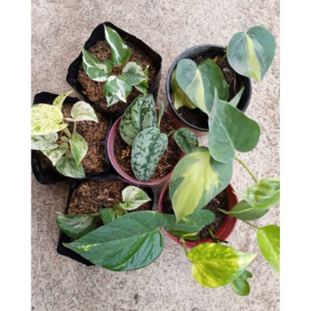 Where to buy plants in Quezon City and online to make your life better