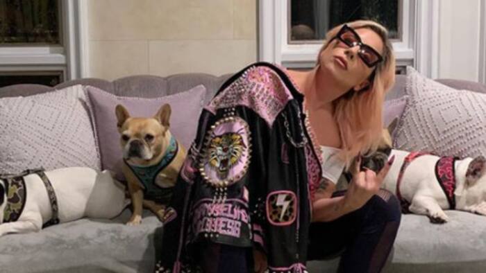 Lady Gaga's dog-walker gets shot, suspects took two of her French bulldogs