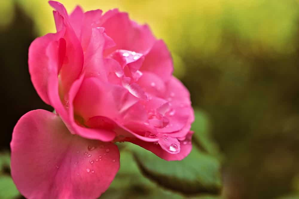 Best rose water toner for oily skin