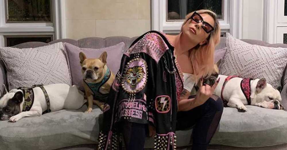 Lady Gaga's dog-walker gets shot, suspects took two of her French bulldogs