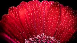 Gerbera: planting and care at home and in the garden