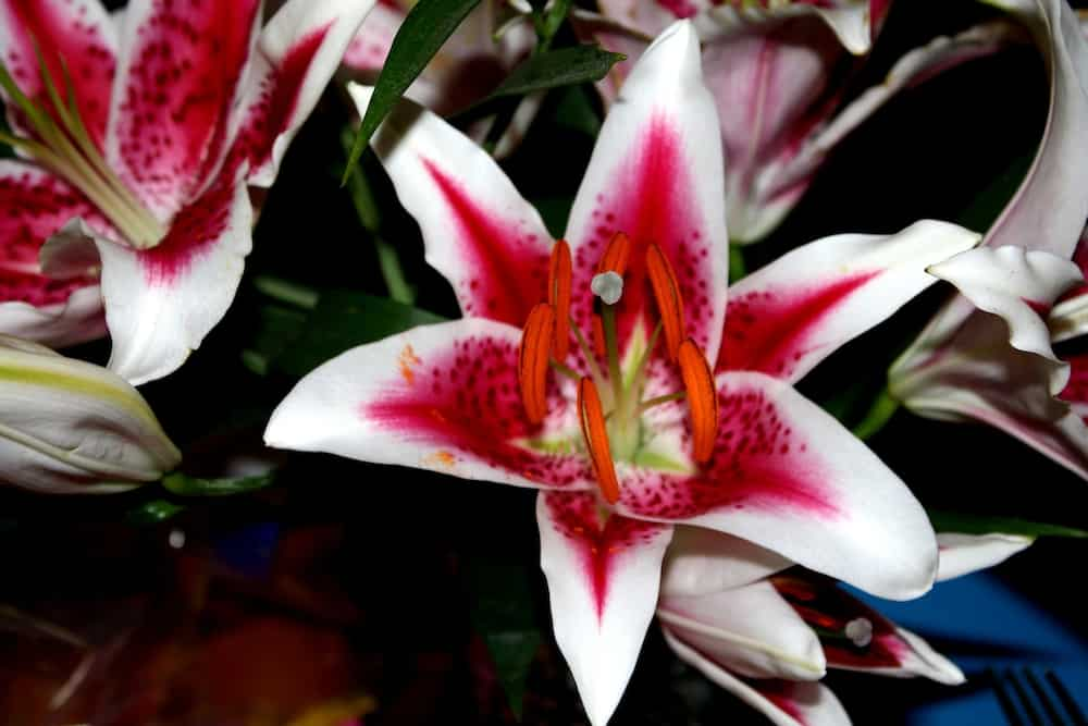 When to transplant lilies: expert advice