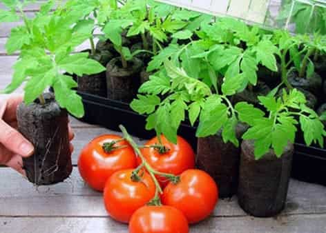 When to plant tomatoes in 2020