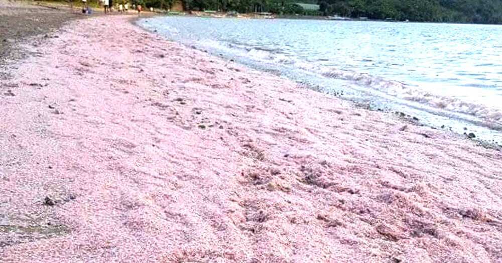 Sangkaterbang alamang, napadpad at halos tabunan na ang isang dalampasigan sa Casiguran, Aurora