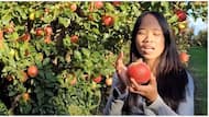 Pinay fruit picker sa Australia, mahigit Php200,000 ang kinikita kada buwan