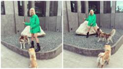 Vice Ganda delights netizens as he posts adorable pics with his fur babies