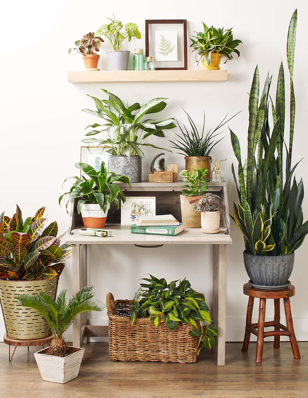 Where to buy plants in Quezon City online to make your life better