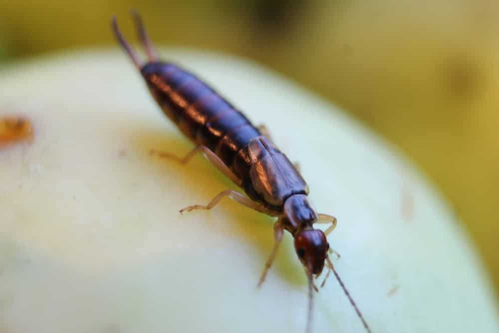 Diplura at home: how to get rid of it Diplura at home: how to get rid of it