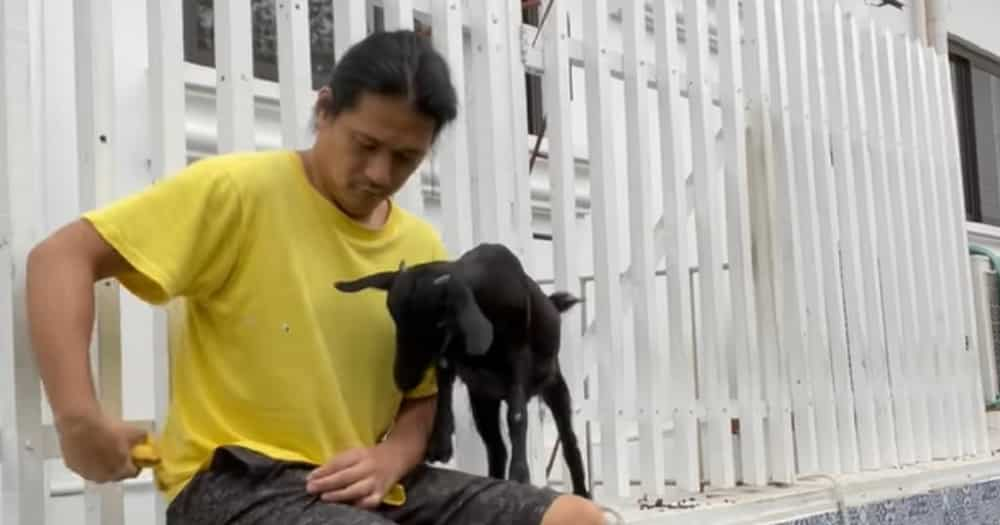 Robin Padilla, tumigil sa pagkain ng kambing matapos mapamahal sa pet goat