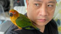Michael V & his family are grieving after a cat killed their beloved pet bird