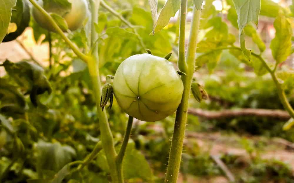 When to plant tomatoes in 2020