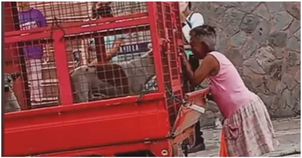 Lola na labis ang pag-iyak habang namamaalam sa nabagansyang mga alagang aso, viral