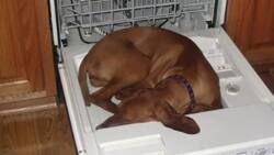 21 funny dogs caught sleeping in different places and in different poses