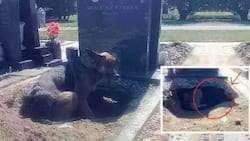 Everyone thought that she just wanted to be near the master's grave but when they took a closer look...