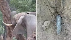 An elephant knocks its head against trees due to severe pain. The reason is speechless!