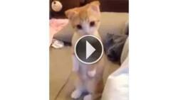 Adorable kitten waits for the human to clean his bed. Super cute!