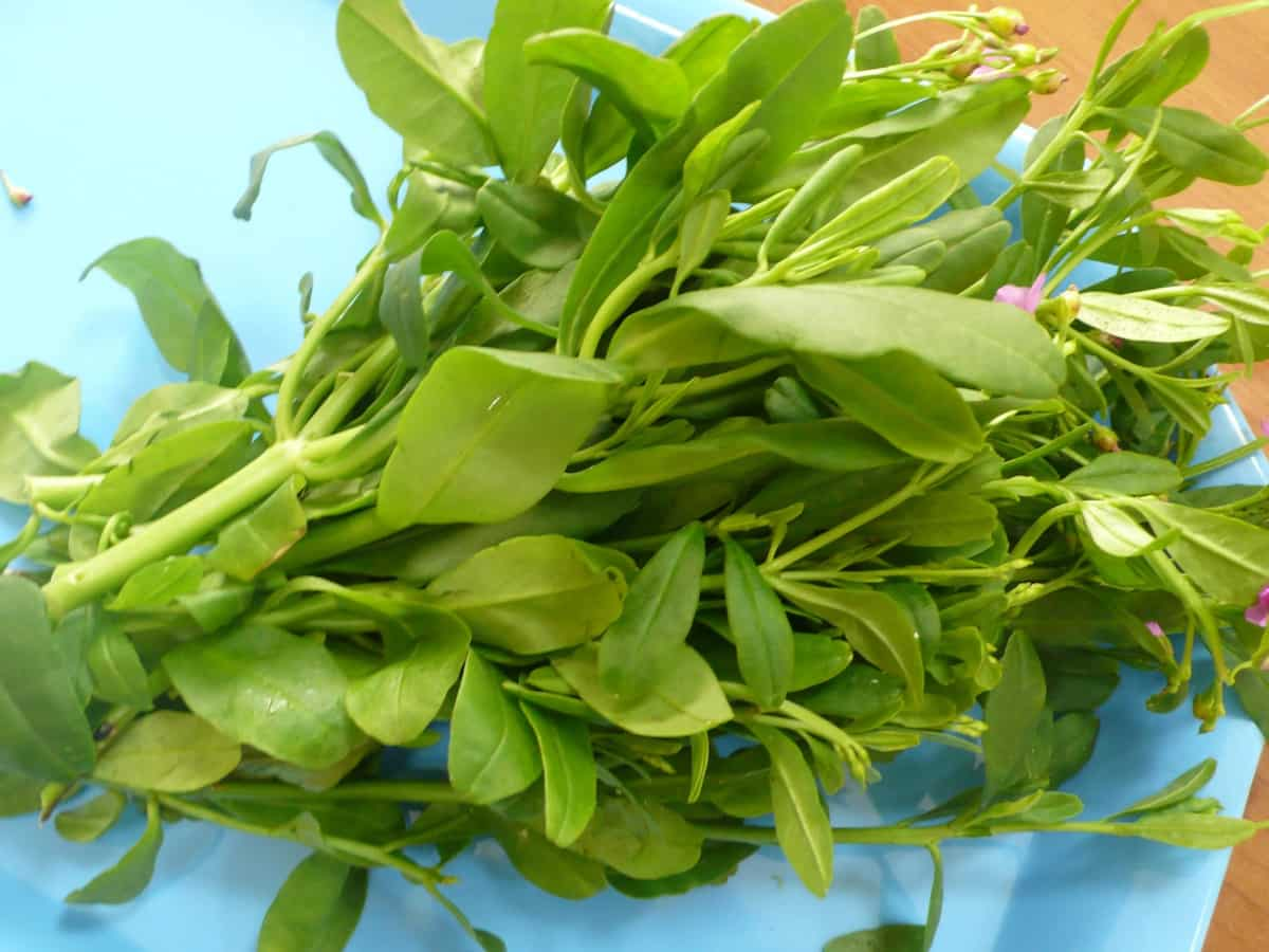 7 Amazing Health Benefits Of Eating Philippine Spinach Kami Com Ph