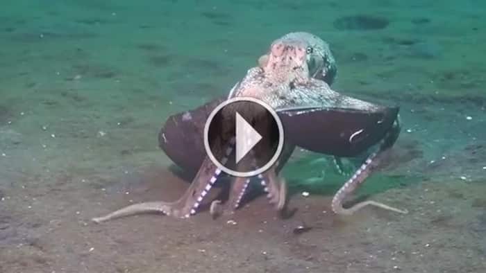 You’ll never guess why this octopus moves a coconut shell