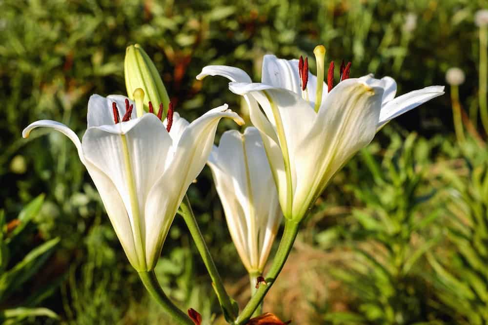When to transplant lilies: expert advice