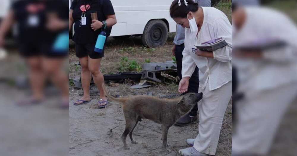 Sa wakas! Sharon Cuneta finds Pawi, the 'malambing' aspin that captured her heart in Subic