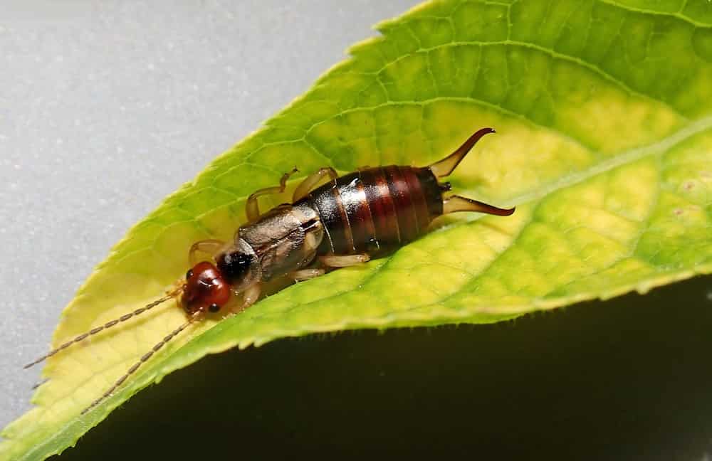 Diplura at home: how to get rid of it Diplura at home: how to get rid of it