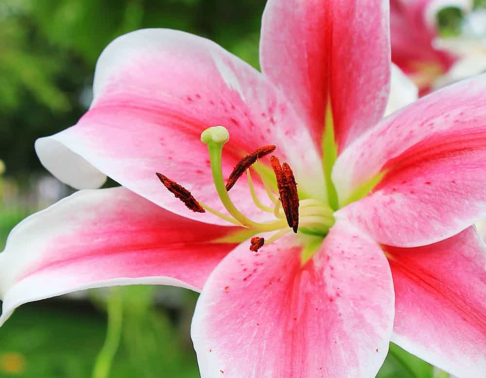 When to transplant lilies: expert advice