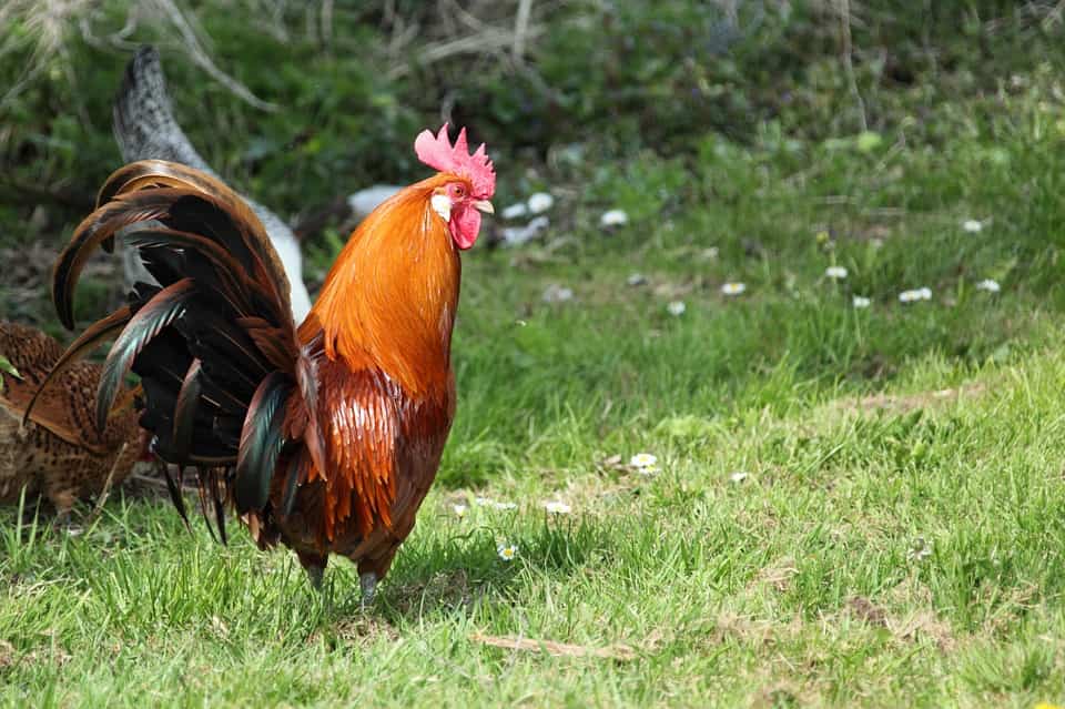Lady netizen seeks help after accidetally smashing her father's rooster for "panabong"