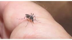 Kaso ng dengue sa bansa, nasa 160,000 na!